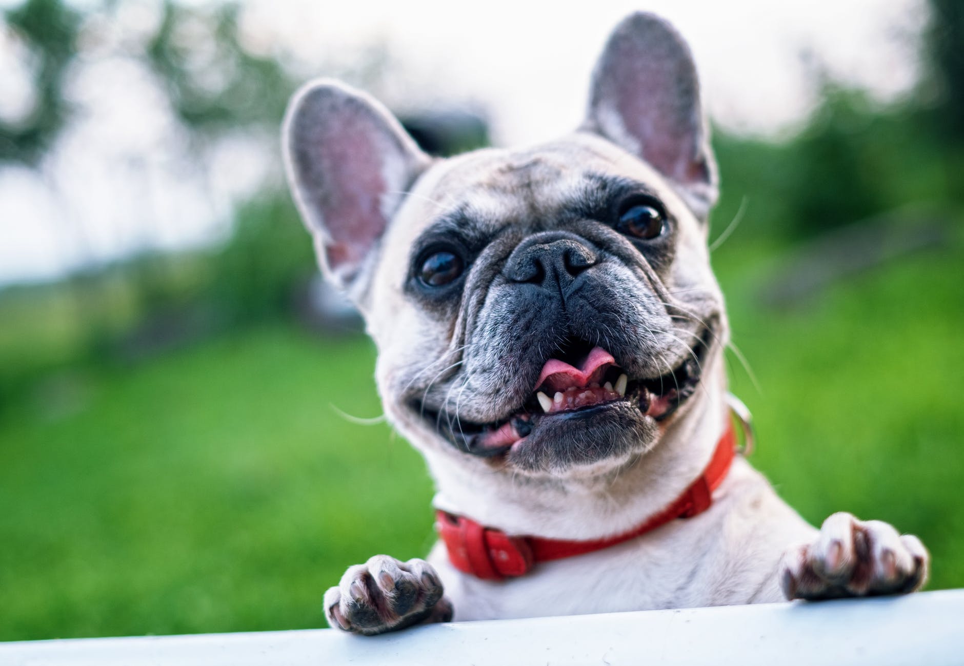 A smiling French Bulldog with a red collar, looking curiously over a white surface, with a green background.