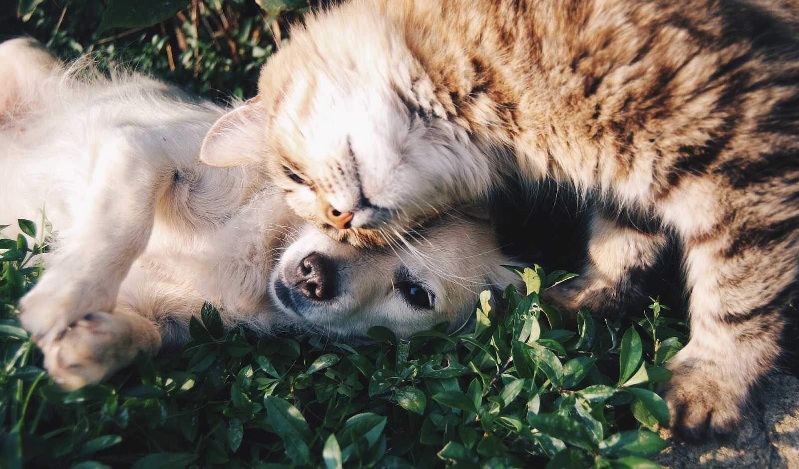 A playful cat and dog lying on green grass, with the cat affectionately resting its head on the dog's face.