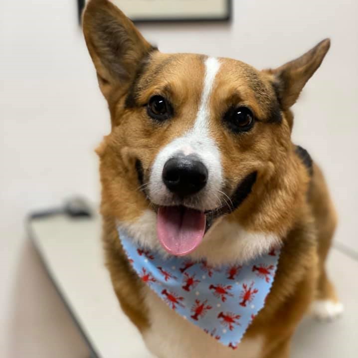 A smiling corgi wearing a blue bandana with red lobster patterns, standing on a table.
