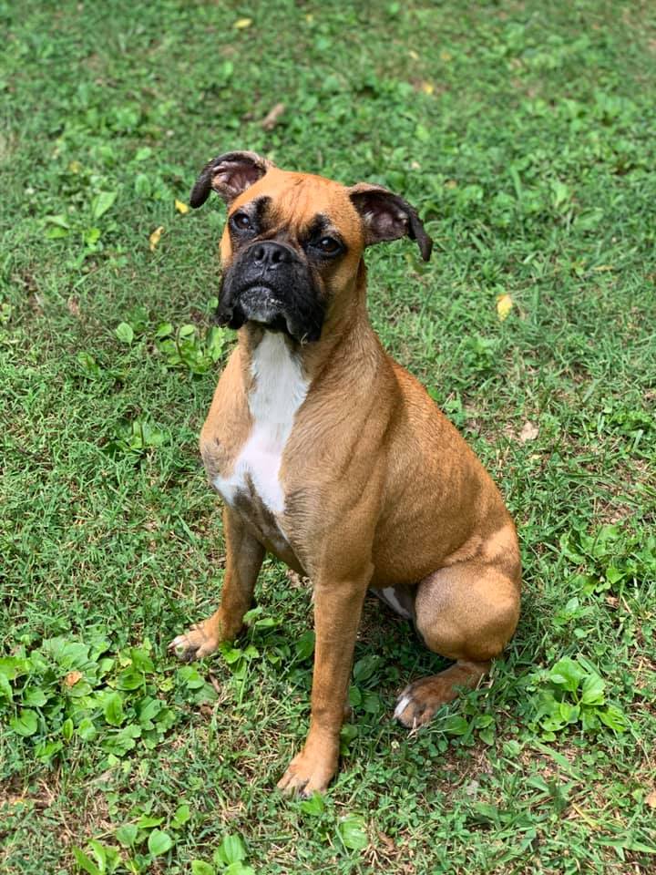 A brown Boxer dog sitting on green grass, looking attentively at the camera.