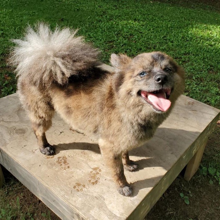 A happy, fluffy dog stands on a wooden platform with a big smile and its tongue out, surrounded by green grass.