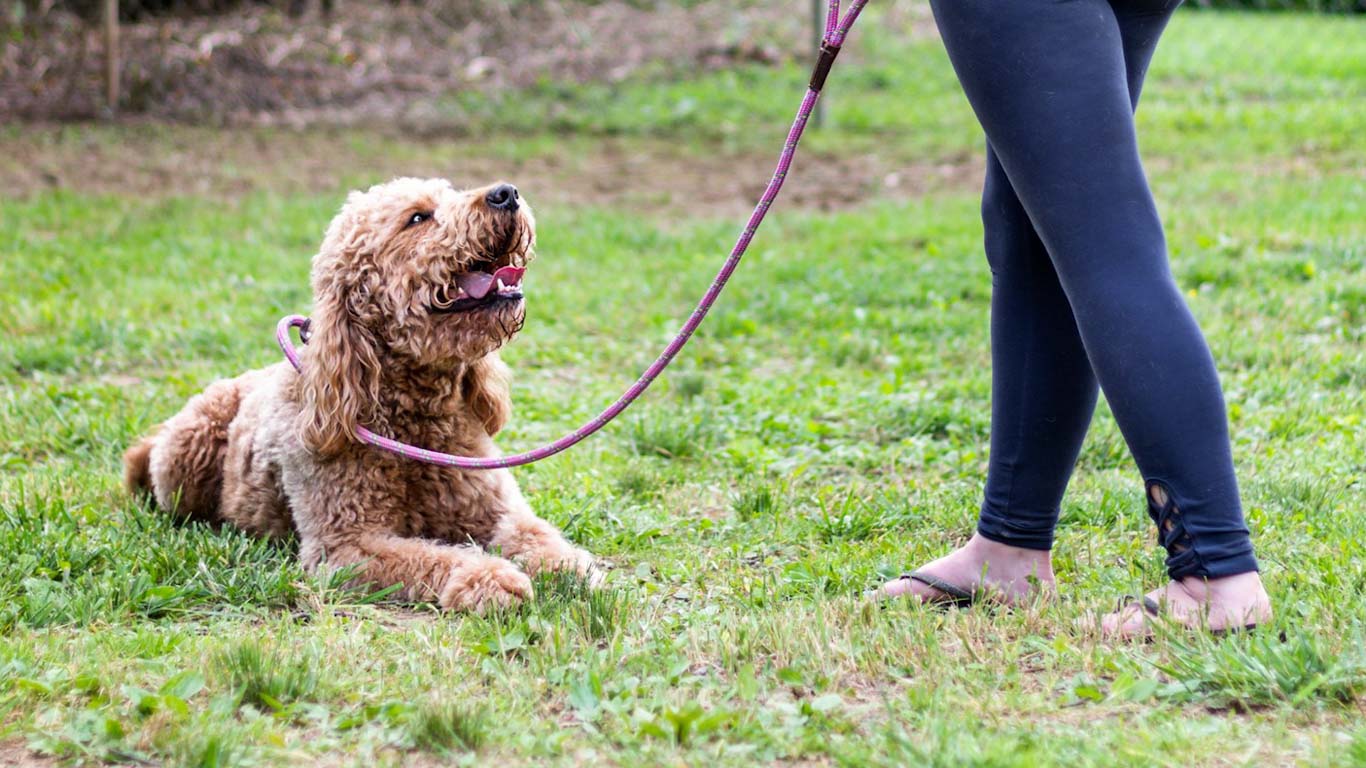 A happy dog resting on the grass, looking up at a person holding a leash, who is wearing black leggings and sandals.