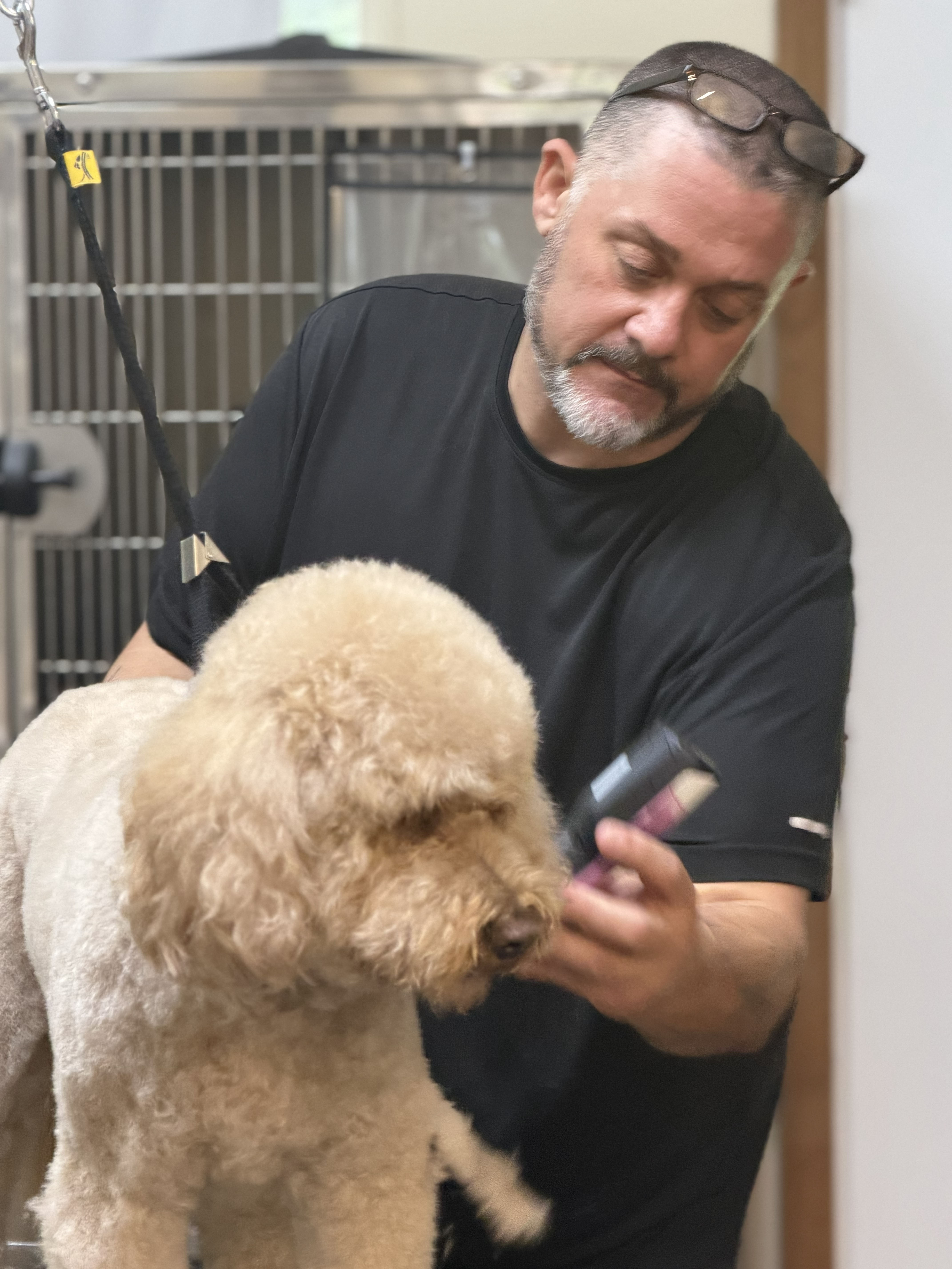 A groomer holding a grooming tool while clipping a light-colored dog in a pet grooming setting.